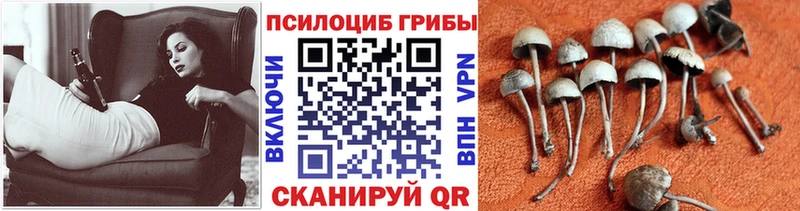 ссылка на мегу ONION  shop какой сайт  Псилоцибиновые грибы GOLDEN TEACHER  Канаш 